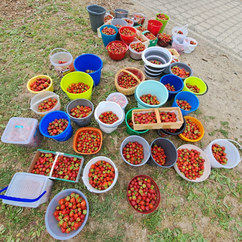 Erdbeer3 Frisch gepflückte, rote Erdbeeren in Eimern und Schüsseln.