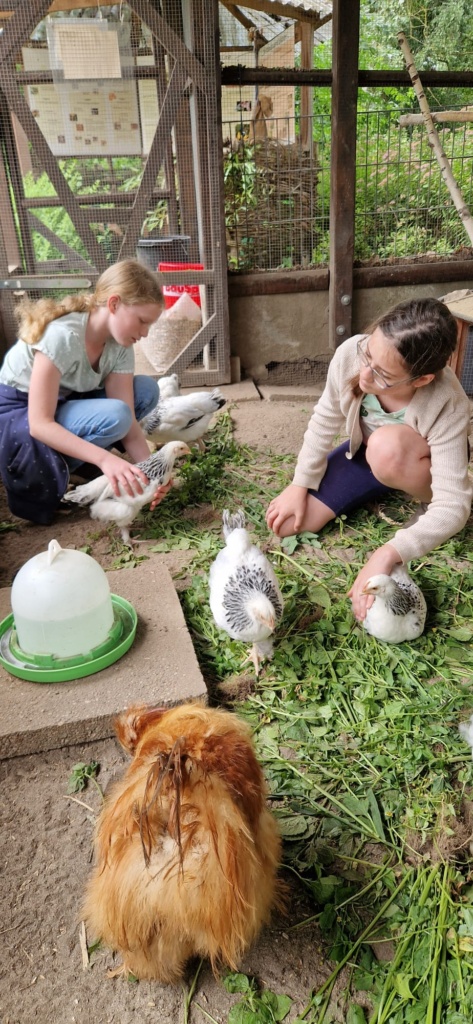 Öko1 Zwei Schülerinnen betreuen Hühner.